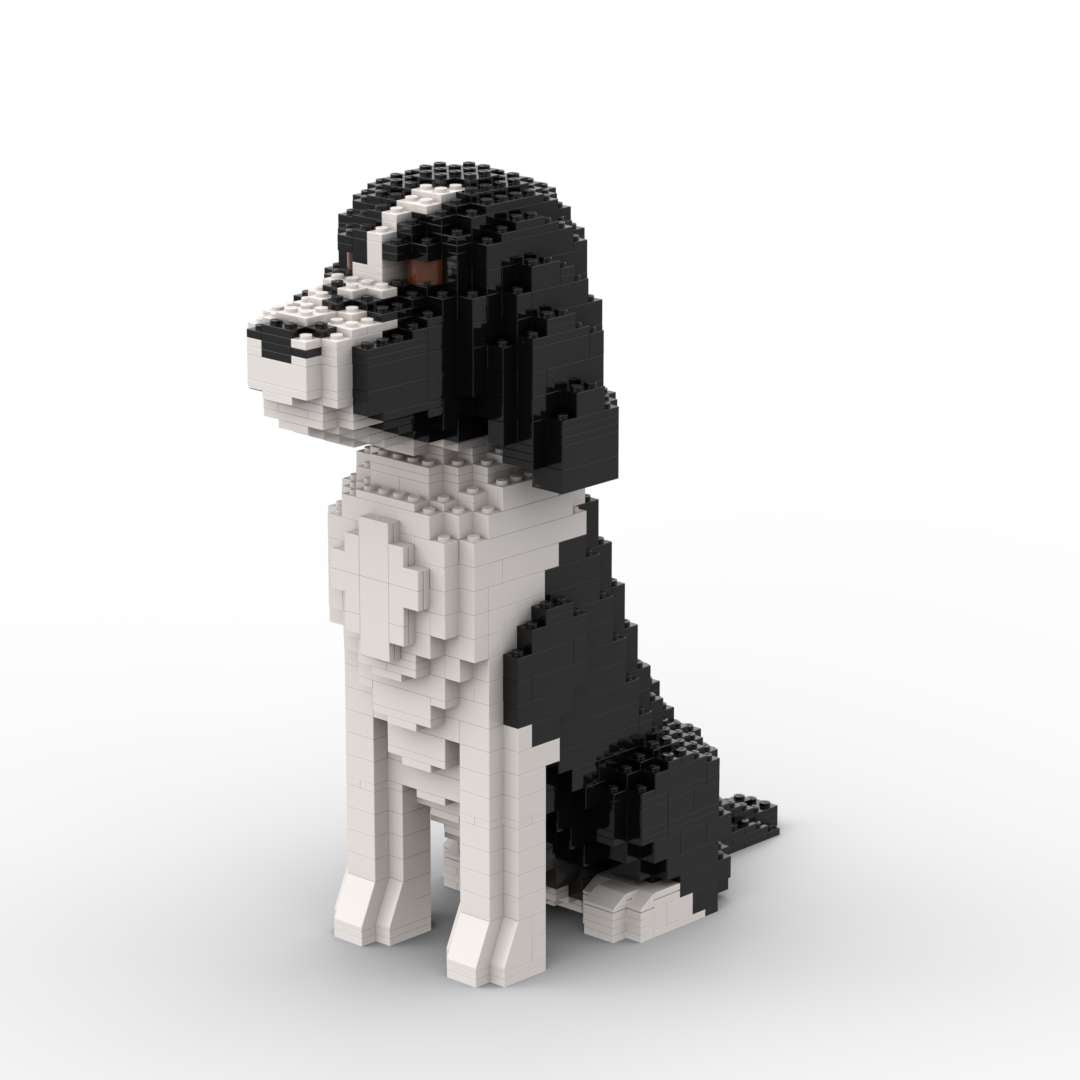 American Cocker Spaniel - American Cocker Spaniel