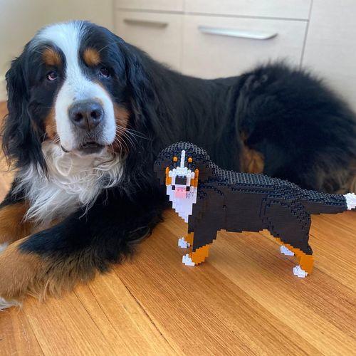 Bernese Mountain Dog - Panting - NORMAL - normal - watching