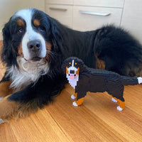 Bernese Mountain Dog - Panting - NORMAL - normal - watching