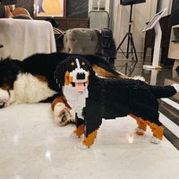 Bernese Mountain Dog - Watching - LARGE - large - watching