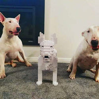 English Bull Terrier