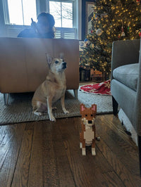 Custom Pet Kit - Medium - H11.7xW6.5xL8.9 Inches - Custom Pet Kit