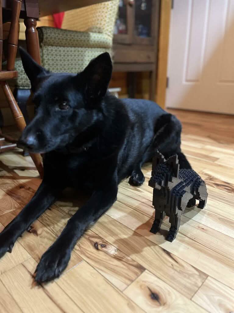 German Shepherd - Black - NORMAL - German Shepherd
