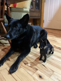 German Shepherd - Black - NORMAL - German Shepherd