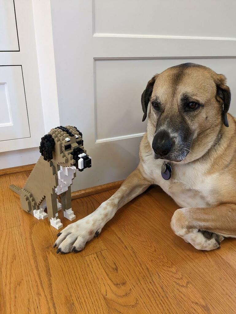 Custom Pet Kit - Medium - H11.7xW6.5xL8.9 Inches - Custom Pet Kit