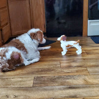 Brittany - Tricolor - Brittany