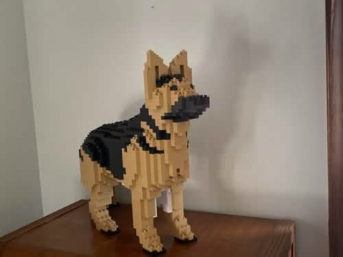 German Shepherd - Black - NORMAL - German Shepherd