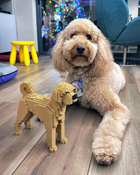 Labradoodle - Yellow - NORMAL - normal - yellow