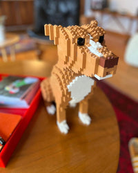 Pit bull - Budget/Grey - Pit bull