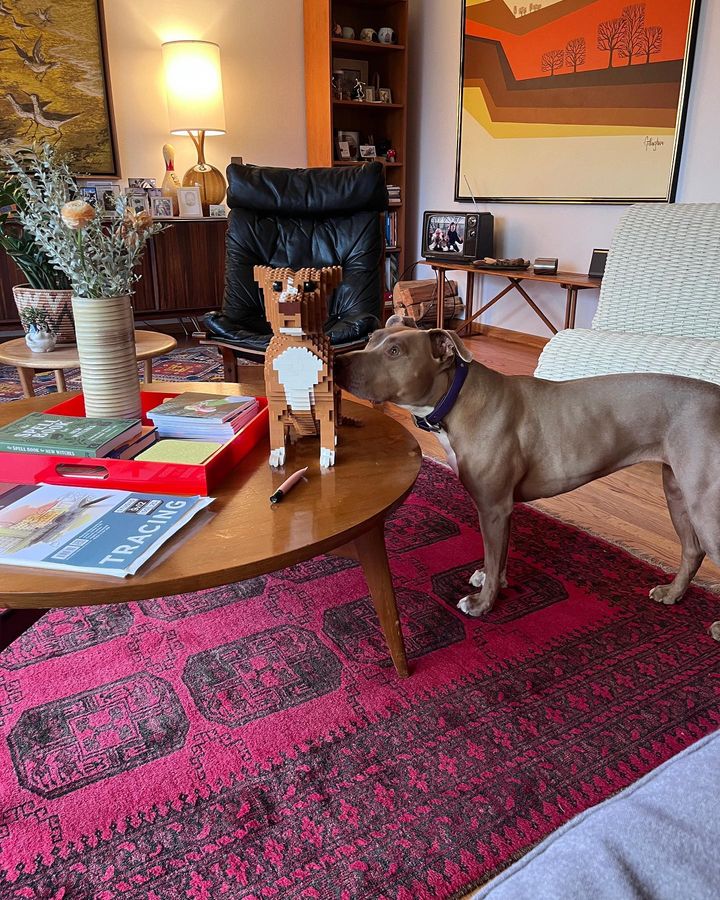 Pit bull - Budget/Grey - Pit bull