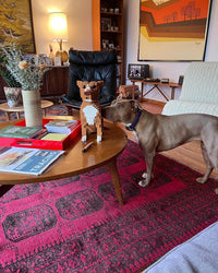 Pit bull - Budget/Grey - Pit bull