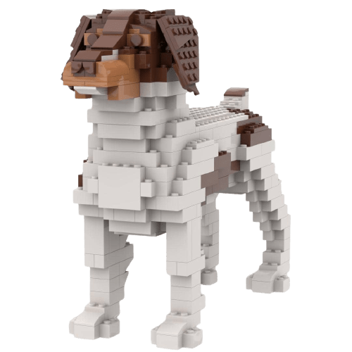 Brittany - Tricolor - Brittany