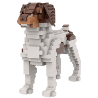 Brittany - Tricolor - Brittany