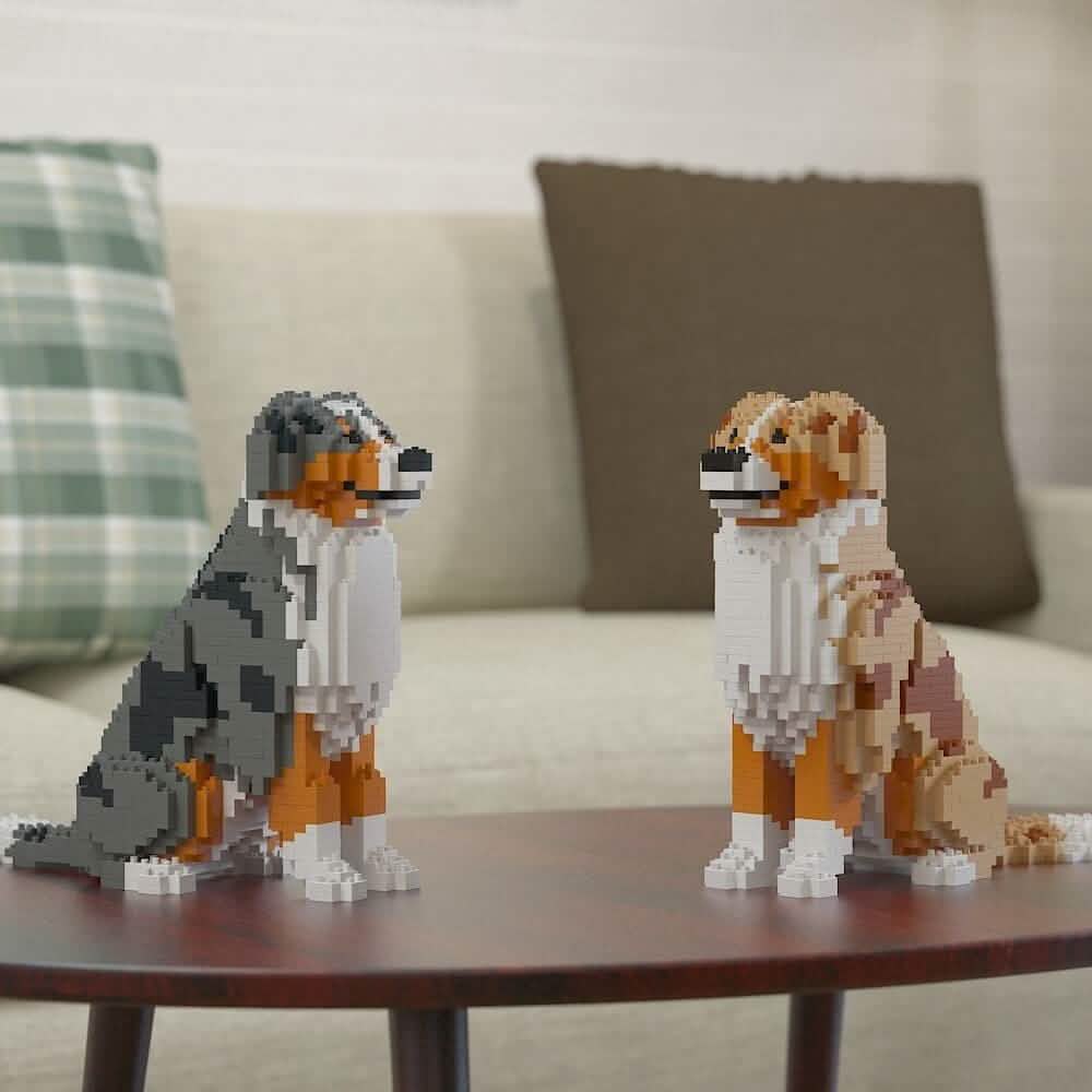 Australian Shepherd - RED MERLE - NORMAL - normal - redmerle