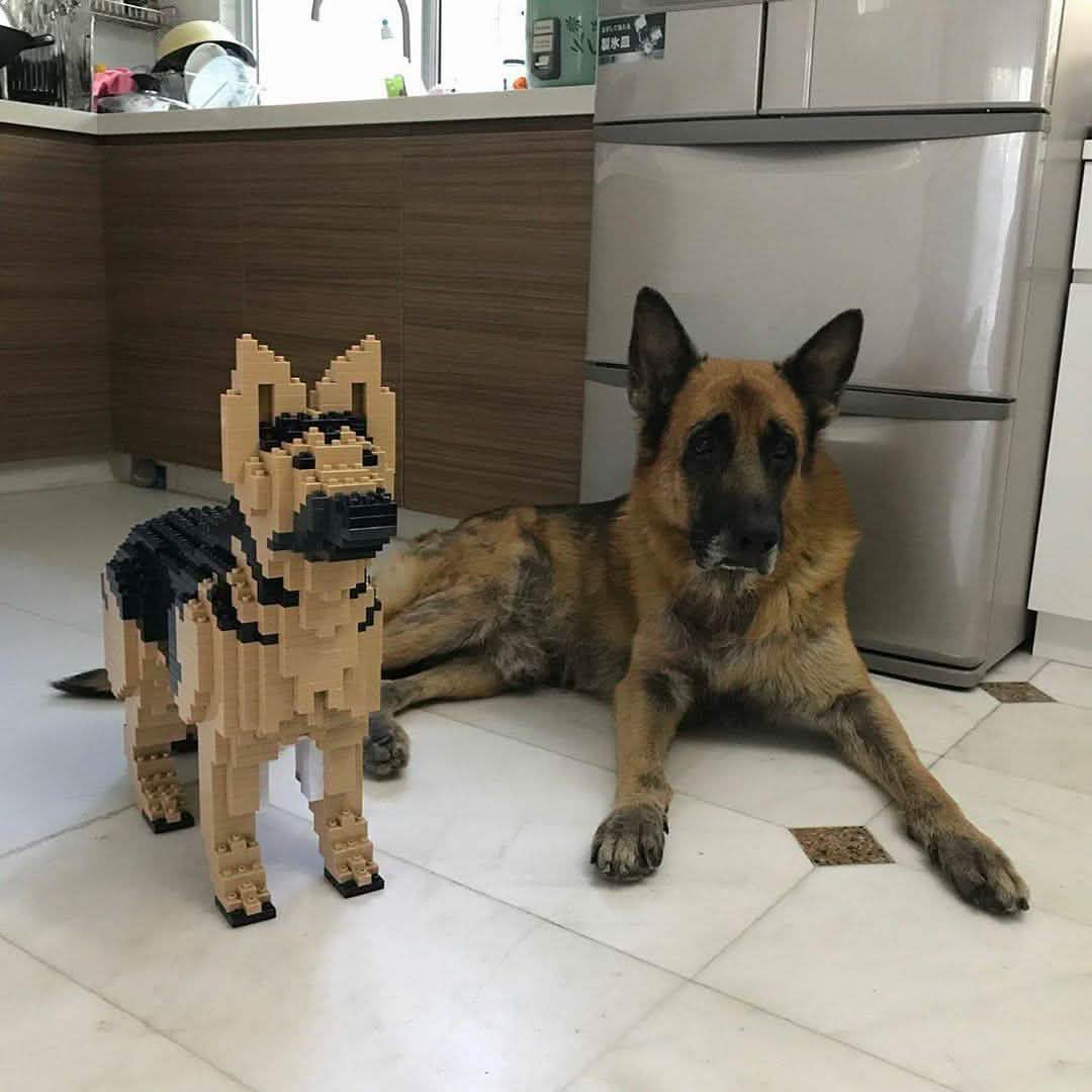 German Shepherd - Black - NORMAL - German Shepherd