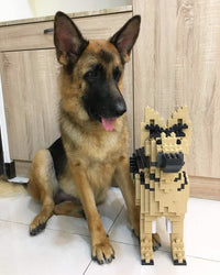 German Shepherd - Black - NORMAL - German Shepherd