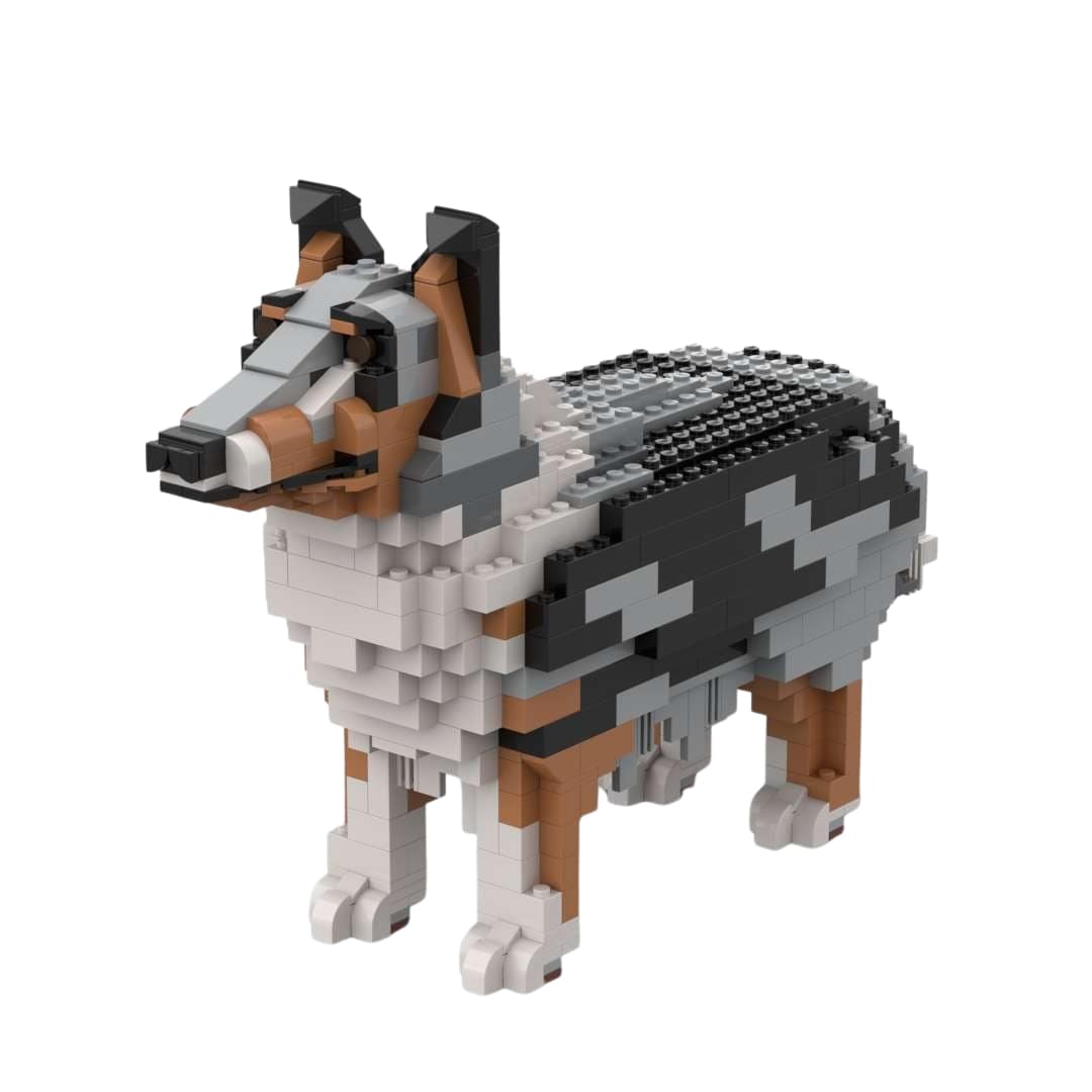 Rough Collie - Blue Merle - Rough Collie