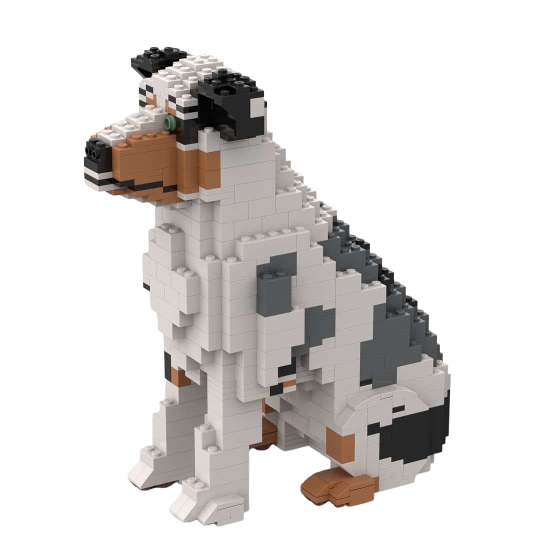 Australian Shepherd - Australian Shepherd