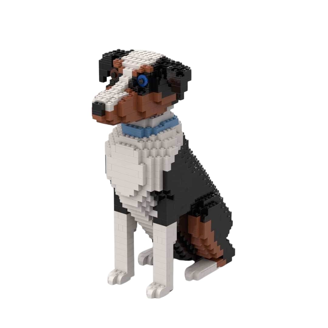 Miniature American Shepherd - Miniature American Shepherd