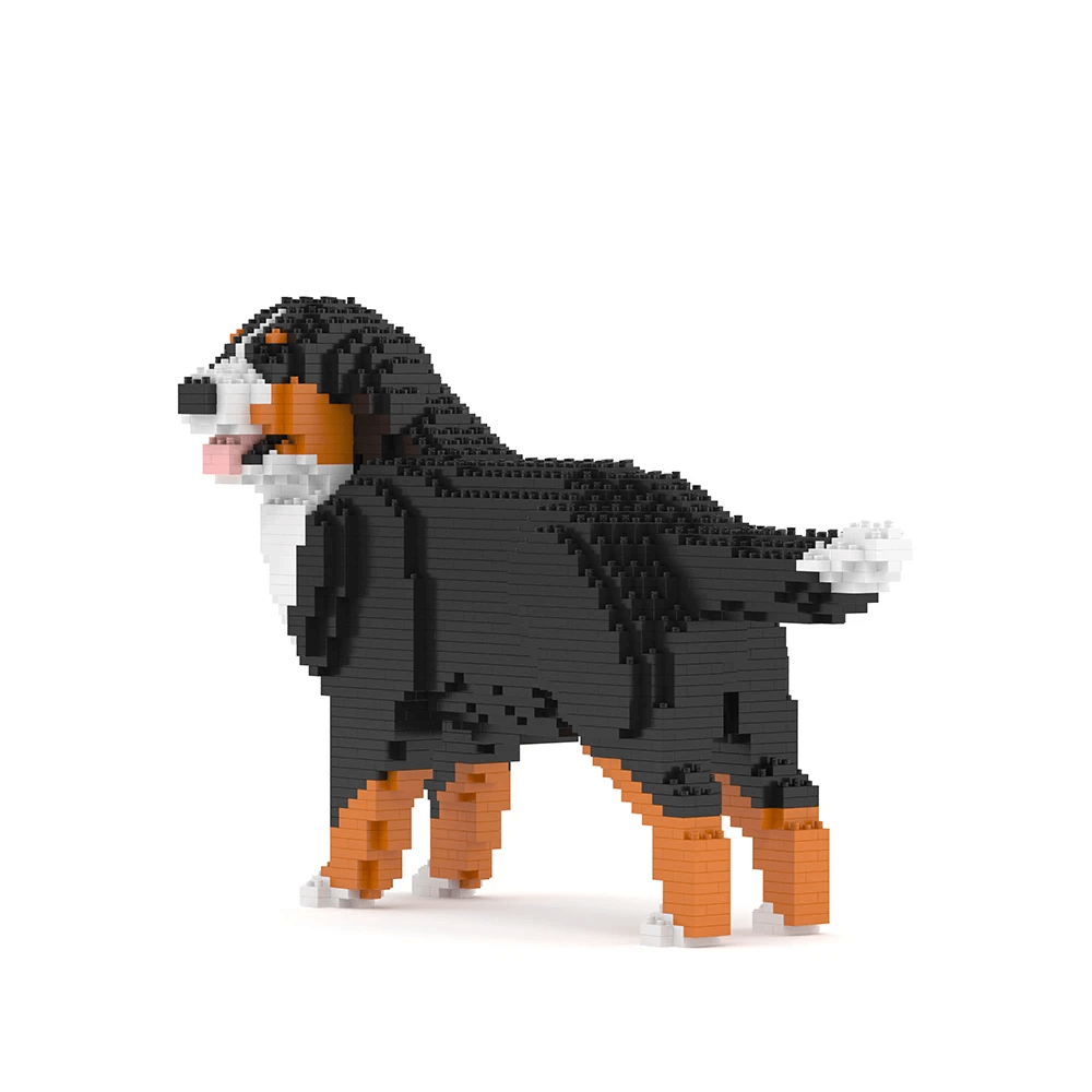 Bernese Mountain Dog - Watching - NORMAL - Bernese Mountain Dog