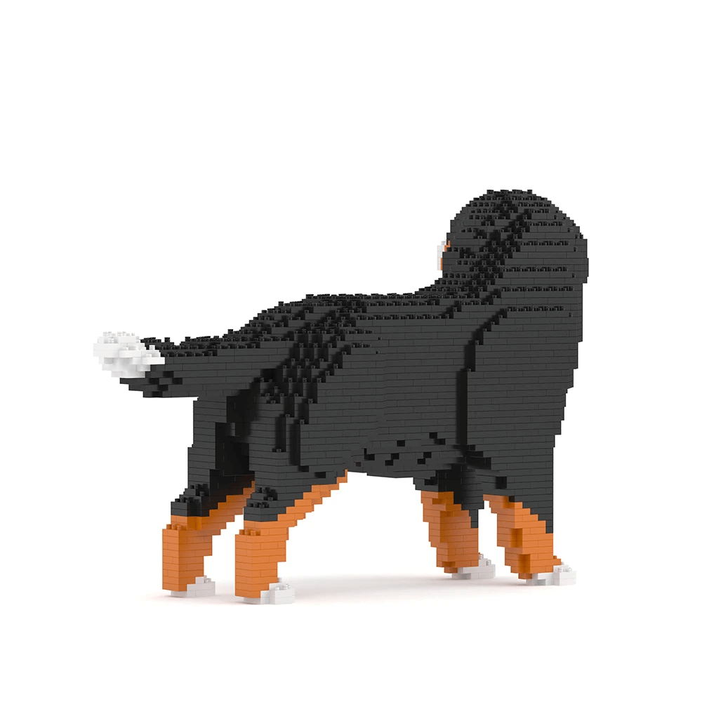 Bernese Mountain Dog - Watching - NORMAL - Bernese Mountain Dog