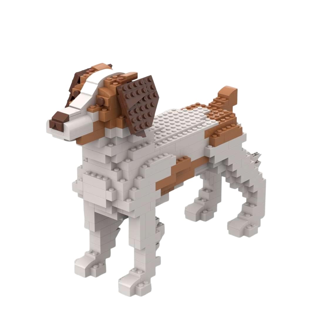 Brittany - Tricolor - Brittany