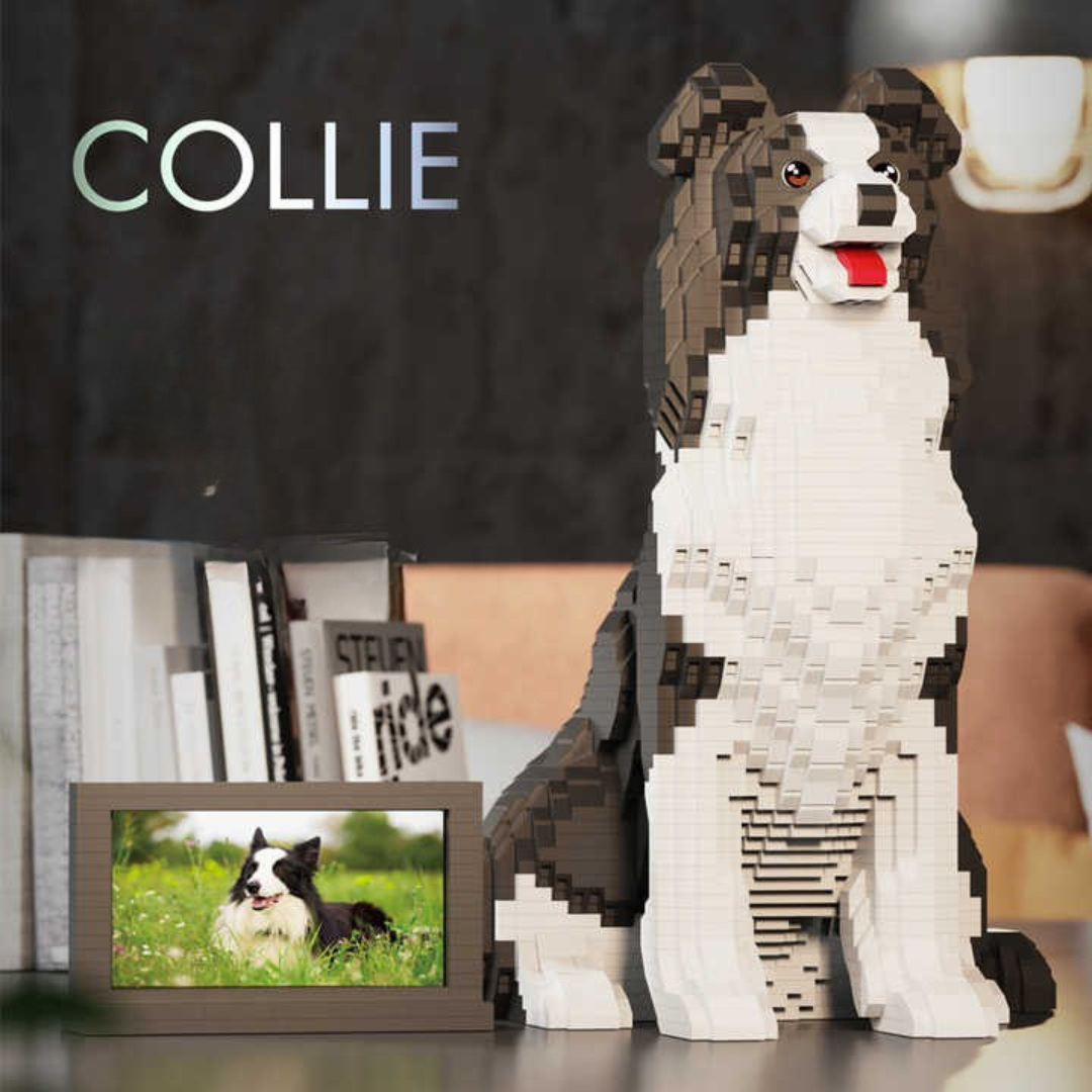 Border Collie (2025)