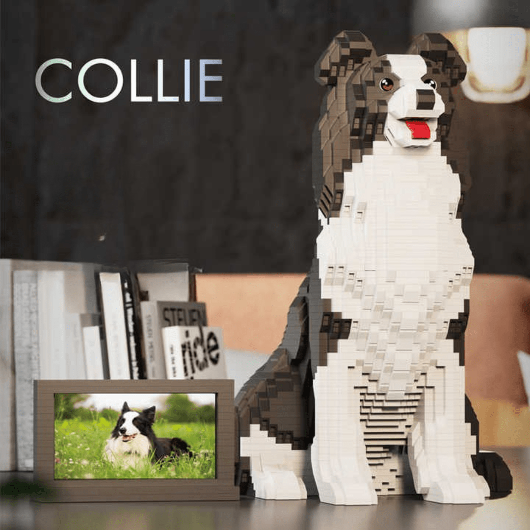 Border Collie (2025) - Border Collie (2025)