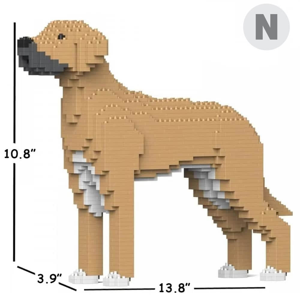 Great Dane - Tan - NORMAL - normal - tan