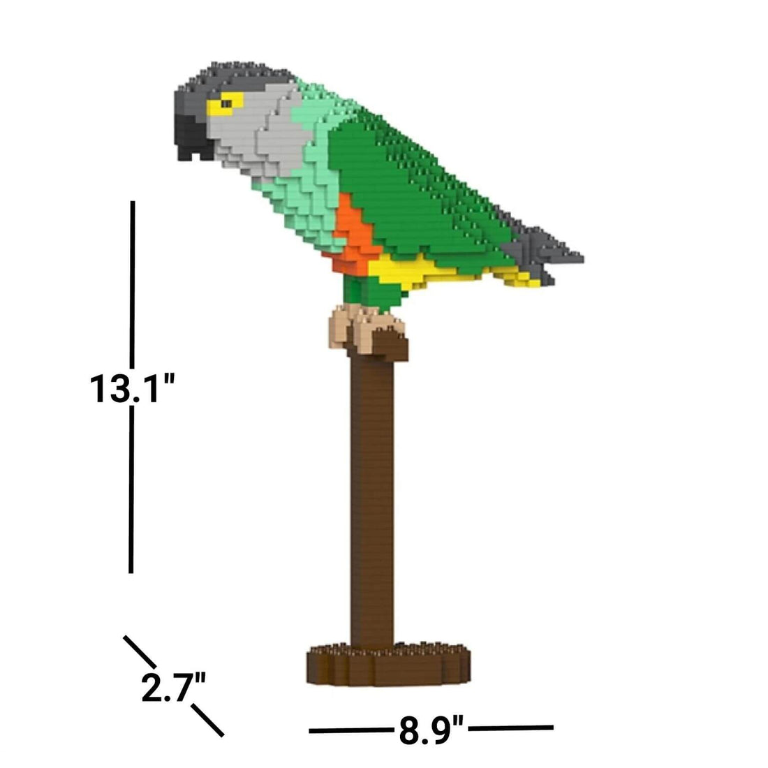 Senegal Parrot - Senegal Parrot