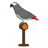 African Grey