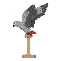 African Grey