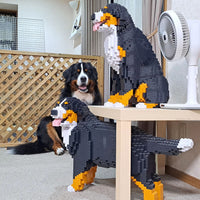 Bernese Mountain Dog - Watching - LARGE - large - watching