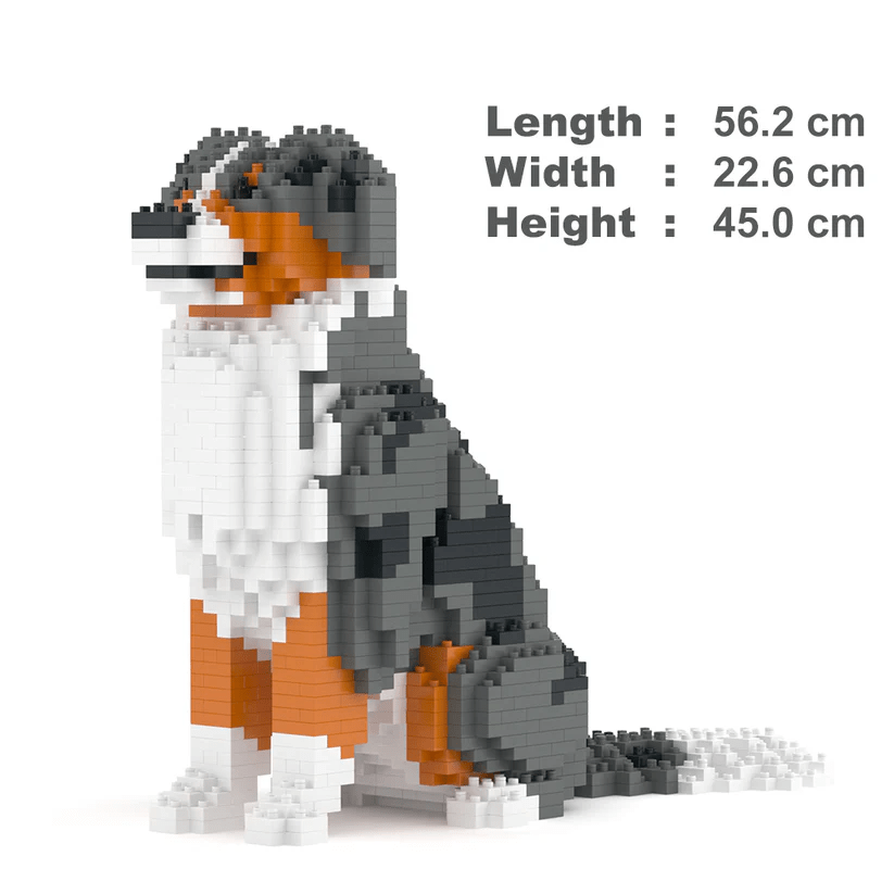 Australian Shepherd - RED MERLE - LARGE - Australian Shepherd