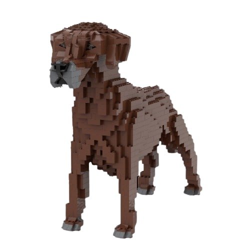 Rhodesian Ridgeback - NORMAL - Brown - Rhodesian Ridgeback