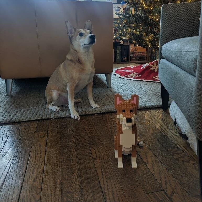 Custom Pet Kit - Medium - H11.7xW6.5xL8.9 Inches - Custom Pet Kit