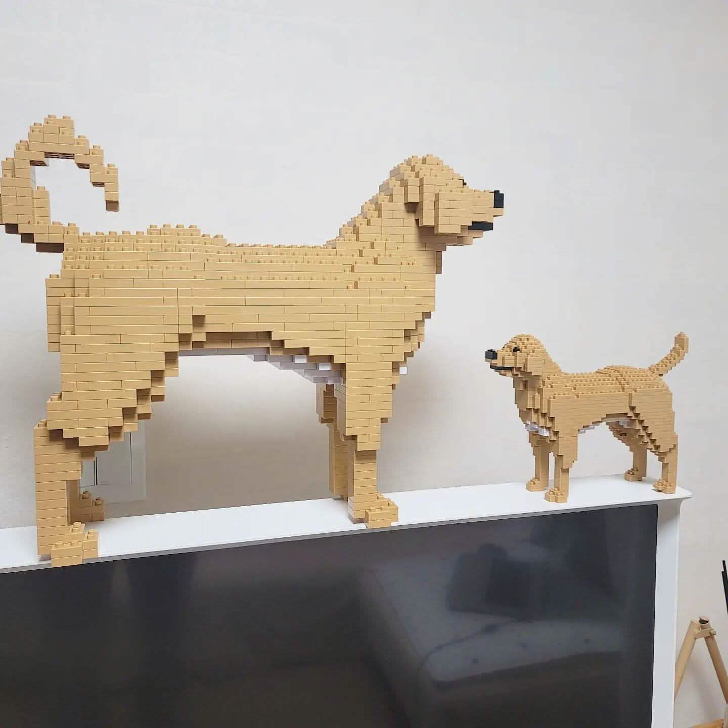 Labrador Retriever (SALE) - Cream - NORMAL - Labrador Retriever (SALE)