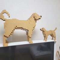 Labrador Retriever (SALE) - Cream - NORMAL - Labrador Retriever (SALE)