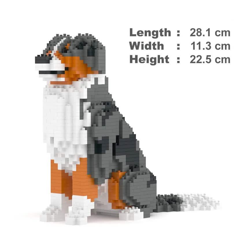 Australian Shepherd - RED MERLE - LARGE - Australian Shepherd