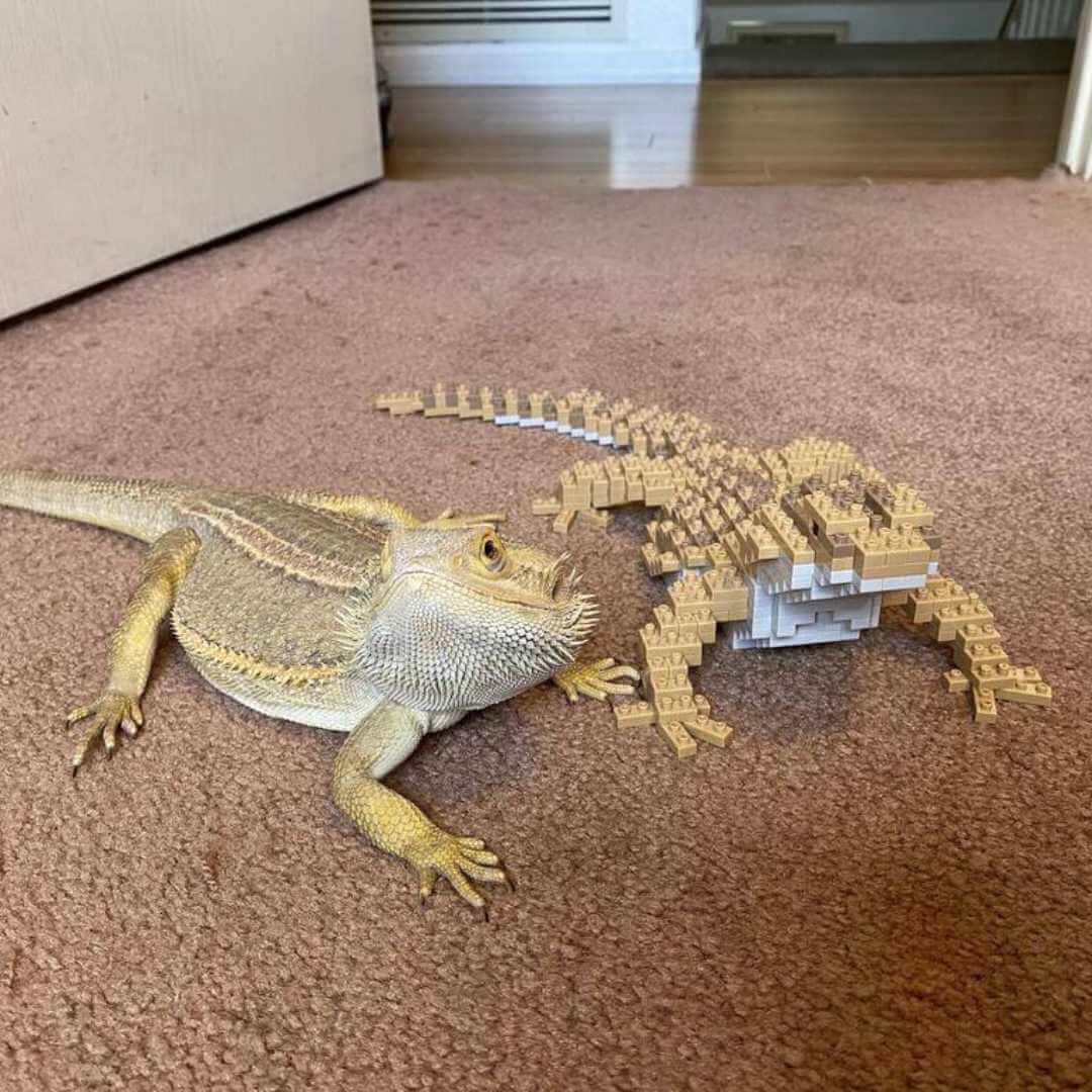 Bearded Dragon - LARGE - Bearded Dragon