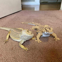 Bearded Dragon - LARGE - Bearded Dragon