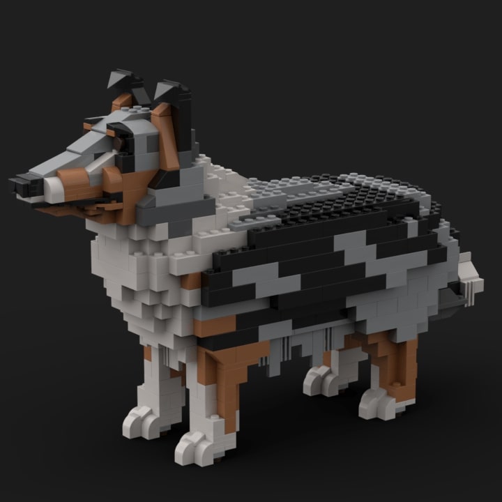 Rough Collie - Blue Merle - Rough Collie