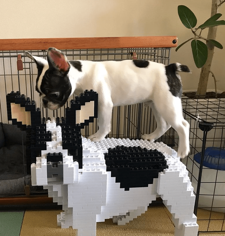 French Bulldog (SALE) - Gray - Sitting - looking - large - white