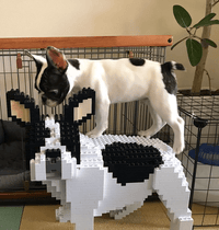 French Bulldog (SALE) - Gray - Sitting - looking - large - white