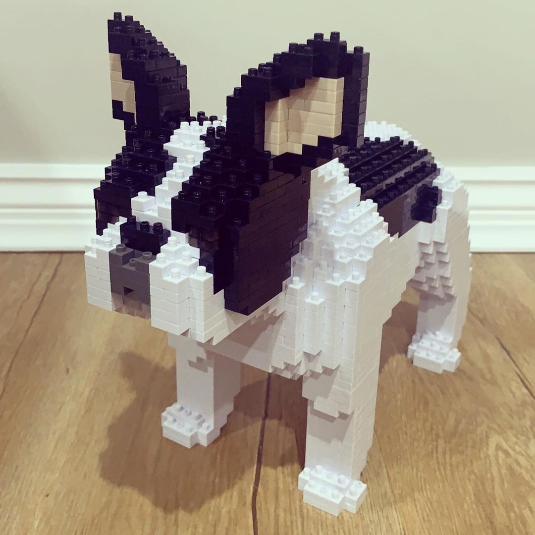 French Bulldog (SALE) - Gray - Sitting - standing - large - white