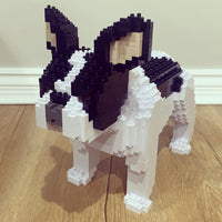 French Bulldog (SALE) - Gray - Sitting - standing - large - white