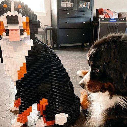 Bernese Mountain Dog - Sitting 2 - LARGE - large - sitting2