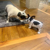 French Bulldog (SALE) - Black - Sitting - looking - normal - white