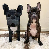 French Bulldog (SALE) - Gray - Sitting - budget - large - black