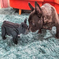French Bulldog (SALE) - Gray - Sitting - budget - normal - grey